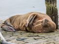 Walrus